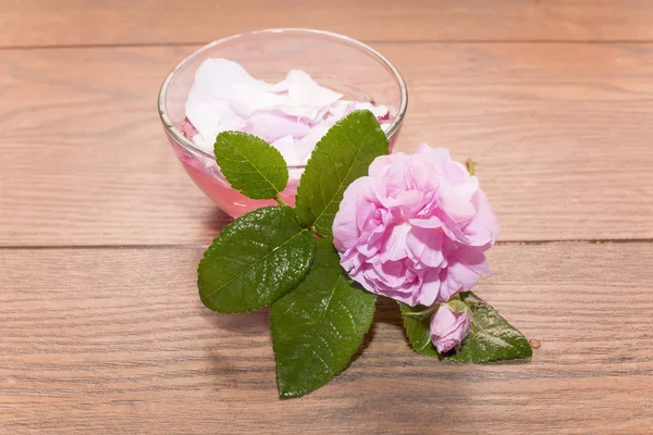 Tea rose en rose water Stockfoto