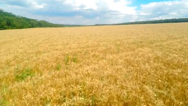 Vliegen over een veld van tarwe — Stockvideo