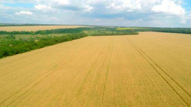 buğday alanları üzerinde uçan