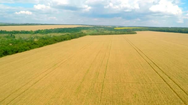 Sobrevoando campos de trigo — Vídeo de Stock