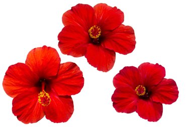 Çeşitli renklerde kırmızı hibiscus