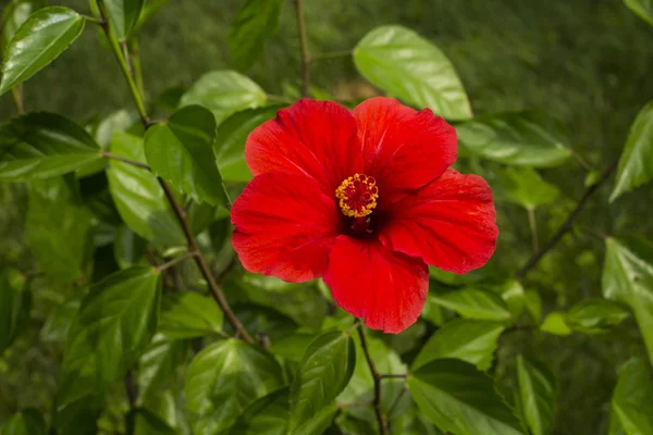 Hibiscus kırmızı — Stok fotoğraf