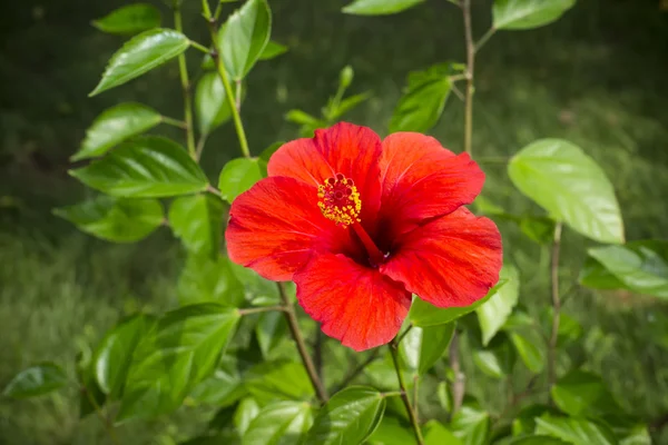 Hibiscus red — Stock Photo, Image