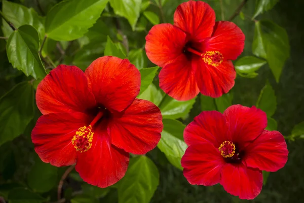 Hibiscus kırmızı — Stok fotoğraf