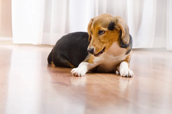 Schattig Beagle Puppy liggend binnenshuis — Stockfoto