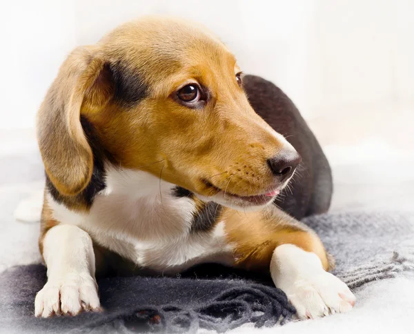 Söt beagle valp — Stockfoto