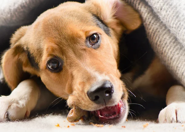 Puppy gluren uit deken — Stockfoto