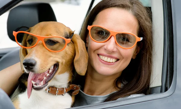 Woman with beagle dog in  car. — Stock Photo, Image