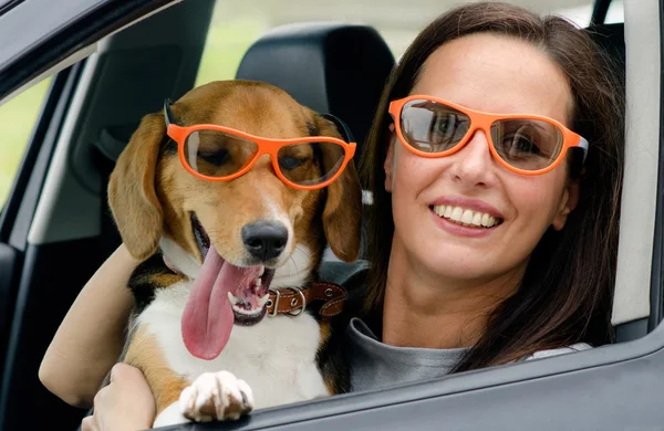 Woman with beagle dog in a car. — Stock Photo, Image