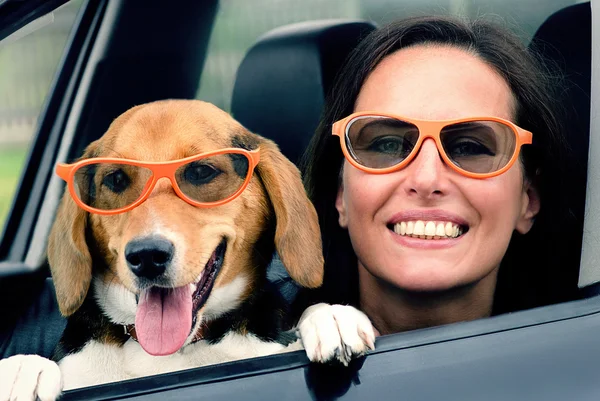 Woman with beagle dog in car. — Stock Photo, Image