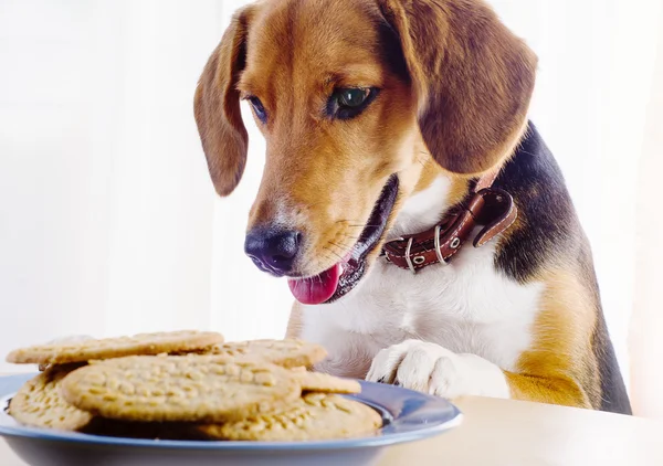 Beagle cucciolo e biscotti — Foto Stock