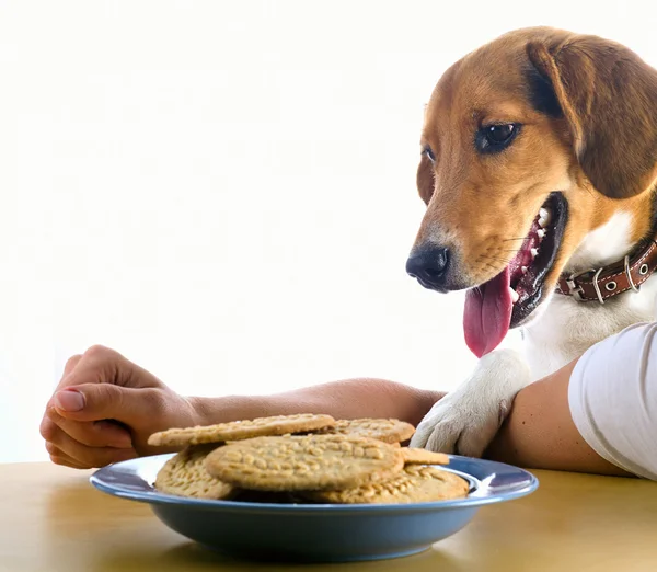 Beagle szczeniak i słodkie ciasteczka — Zdjęcie stockowe