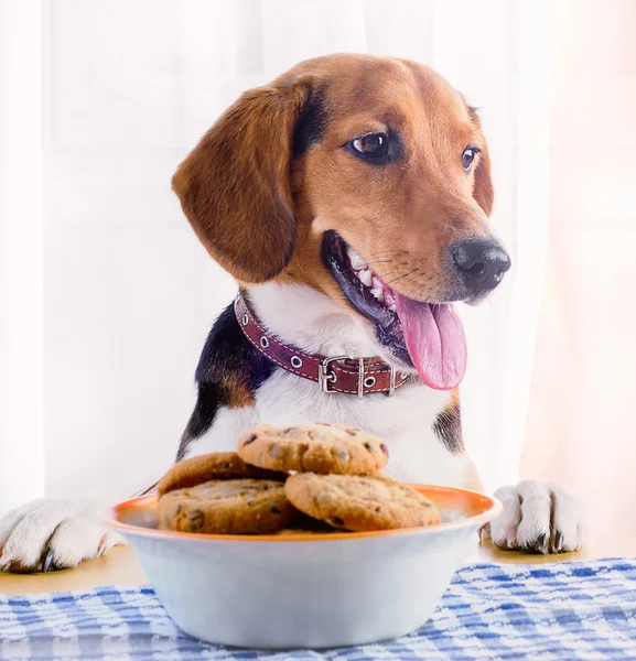 Beagle cucciolo e biscotti — Foto Stock