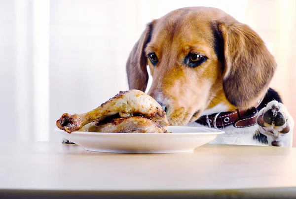 Beagle e cosce di pollo — Foto Stock