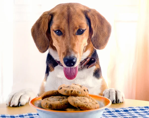 Filhote de cachorro e biscoitos — Fotografia de Stock