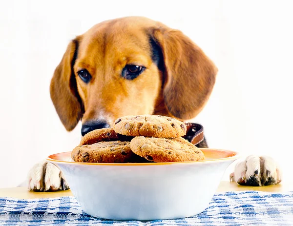Beagle pup en cookies — Stockfoto