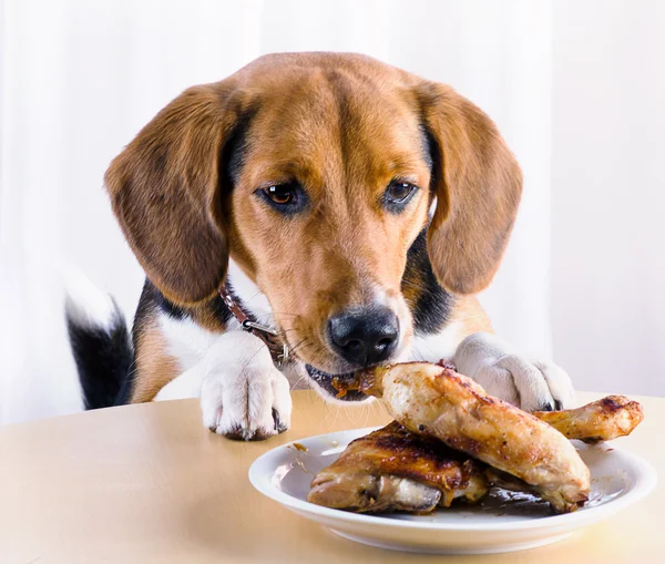 Dog and roasted chicken legs — Stock Photo, Image