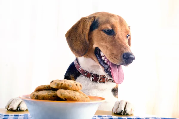 Beagle štěně a soubory cookie — Stock fotografie