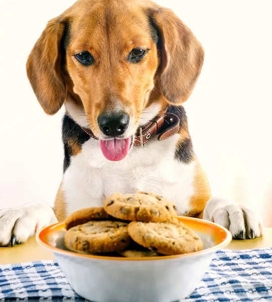 Szczeniak Beagle i pliki cookie — Zdjęcie stockowe