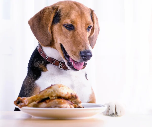 Beagle and chicken legs — Stock Photo, Image