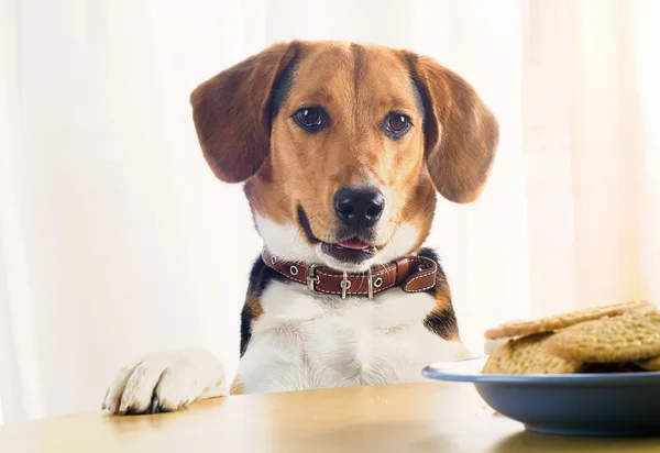 Beagle cucciolo e biscotti — Foto Stock