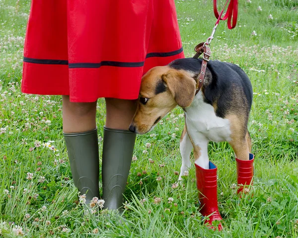 Kvinna med beagle hund — Stockfoto