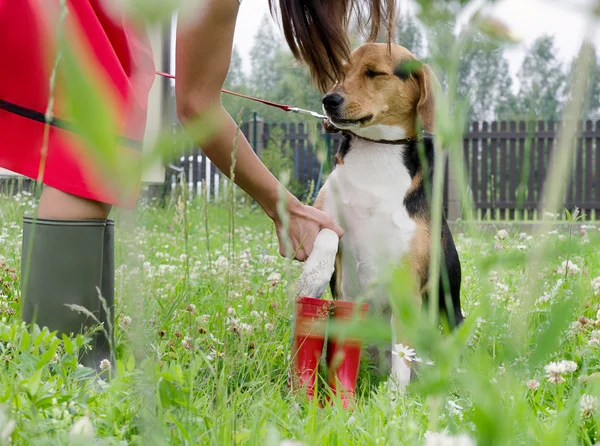 Kvinna med beagle hund — Stockfoto