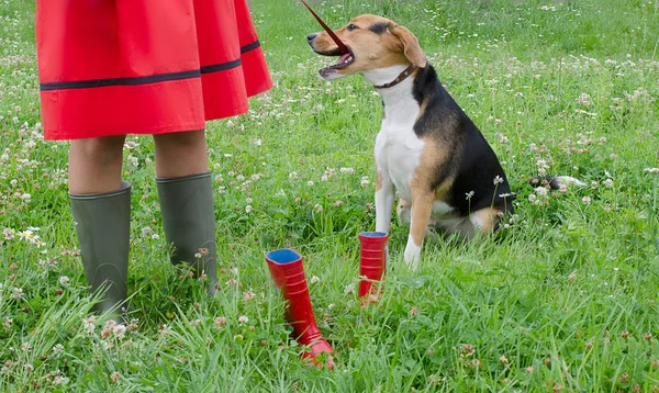 Γυναίκα με σκυλιών beagle — Φωτογραφία Αρχείου