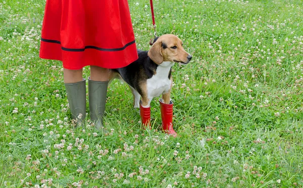 Kvinna med beagle hund — Stockfoto