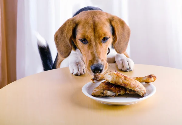 Beagle und Hühnerbeine Stockbild