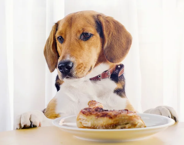 Cão beagle e pernas de frango — Fotografia de Stock