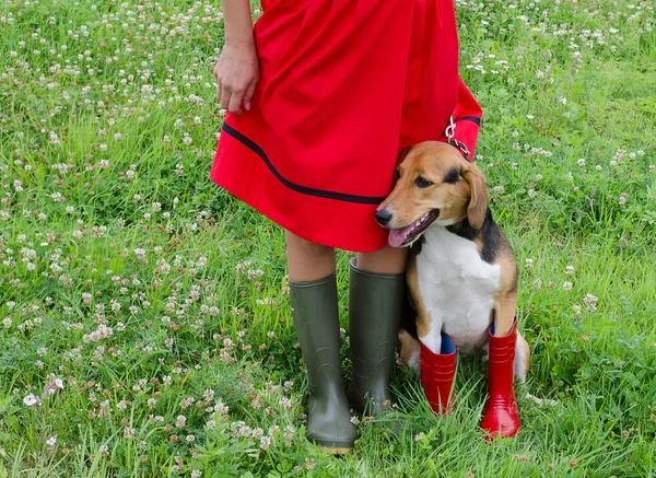 Kvinna med beagle hund — Stockfoto