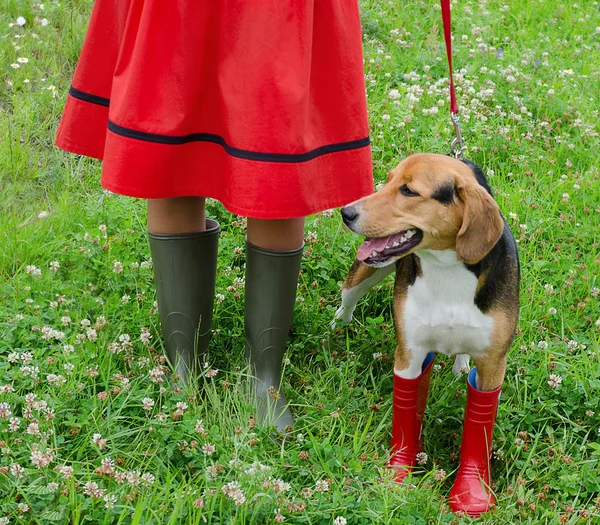 Frau mit Beagle-Hund — Stockfoto