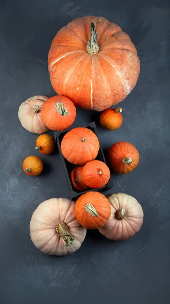 Surtido Calabazas Crudas Sobre Fondo Gris Cosecha Otoño Concepto Día —  Fotos de Stock