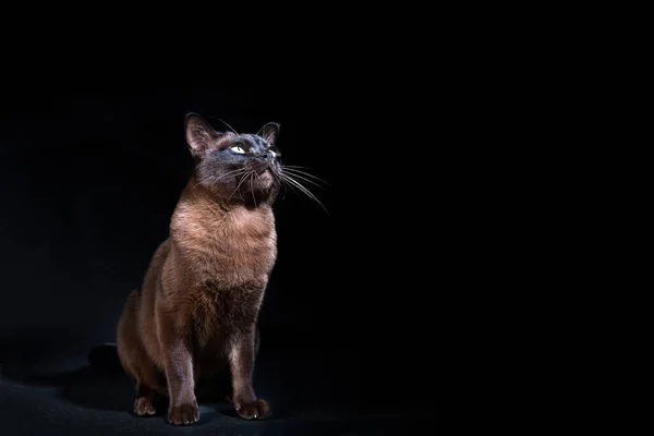 Junge Katze Auf Schwarzem Hintergrund — Stockfoto