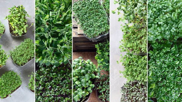 Collage Microgreens Mixtes Concept Alimentation Saine — Photo