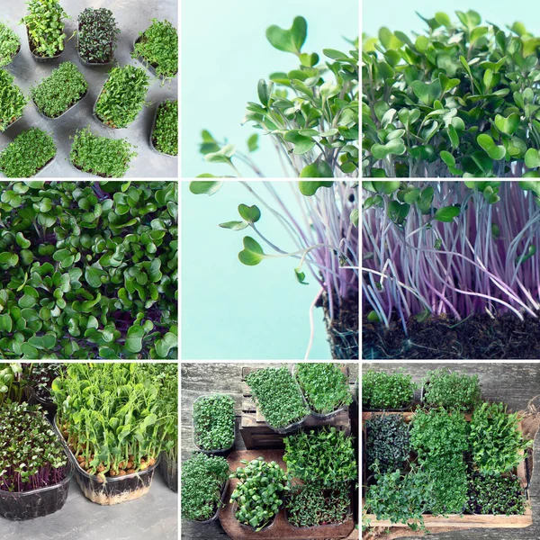 Collage Microgreens Mixtes Concept Alimentation Saine — Photo