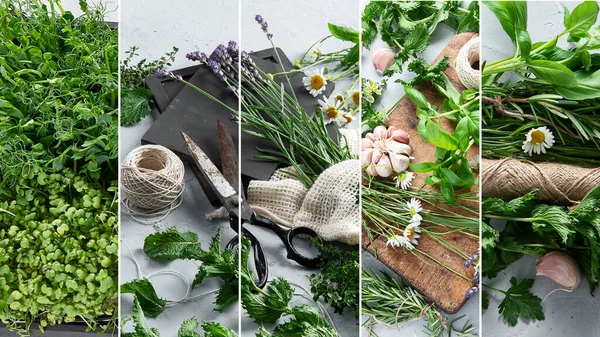 Collage Herbes Jardin Vertes Fraîches Une Alimentation Saine — Photo