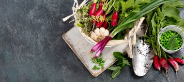 Koyu gri arka planda taze turplar. Mevsimlik gıda konsepti. Üst görünüm, düz görünüm, kopyalama alanı, panorama