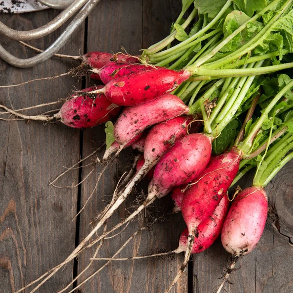 Fresh Radishes Dark Gray Background Seasonal Food Concept Top View — Stock Photo, Image