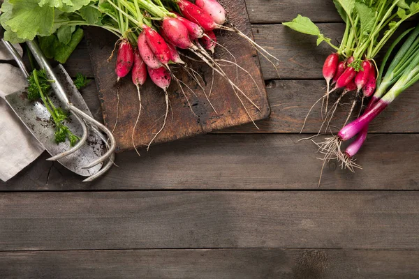 Fresh Radishes Dark Gray Background Seasonal Food Concept Top View — Stock Photo, Image