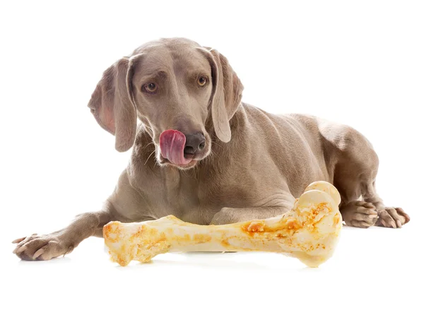 Dog with big bone — Stock Photo, Image