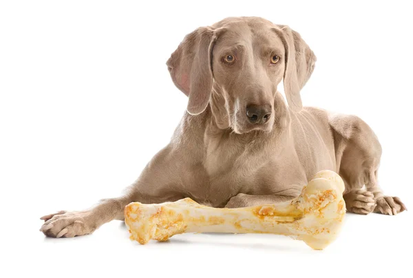 Hund mit großem Knochen — Stockfoto