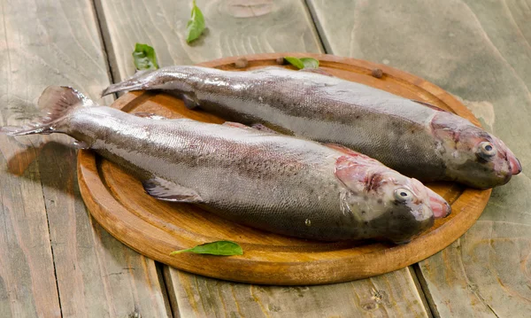 Two rainbow trouts — Stock Photo, Image