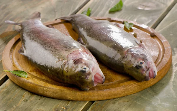 Two rainbow trouts — Stock Photo, Image