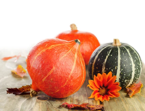 Calabazas y flores —  Fotos de Stock