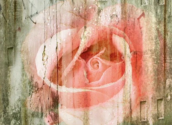 Trandafir roz frumos — Fotografie, imagine de stoc