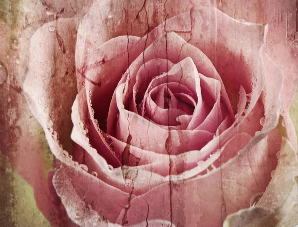Old Grunge background with rose — Stock Photo, Image