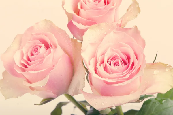 Drie roze rozen — Stockfoto