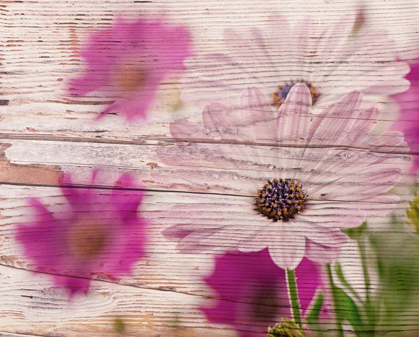 Růžové jarní květiny — Stock fotografie